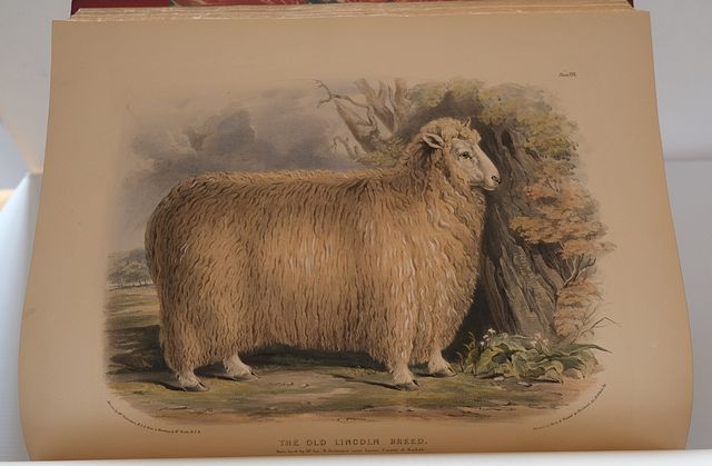 LOW, DAVID (1786-1859).: THE BREEDS OF THE DOMESTIC ANIMALS OF THE BRITISH  ISLES